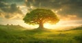 Solitary majestic tree at sunset in a vibrant meadow, idyllic and peaceful