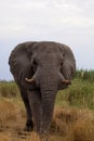 Solitary male African elephants feed on reeds, Etosha, Namibia