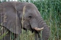 Solitary male African elephants feed on reeds, Etosha, Namibia