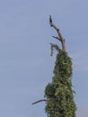 Anhinga Perching in the Sky Royalty Free Stock Photo