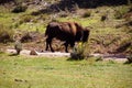 Solitary male bison in utah