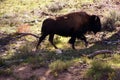 Solitary male bison