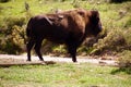 Solitary male bison