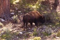 Solitary male bison