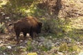 Solitary male bison