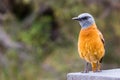 Solitary male cape rock thrush Monticola rupestris standing on a rock