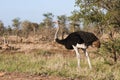 Solitary male Common Ostrich Struthio camelus standing alone alert in the bushveld Royalty Free Stock Photo