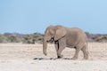 A Solitary Male Elephant Walking across the Plains of Etosha National Park Royalty Free Stock Photo