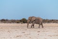 A Solitary Male Elephant Walking across the Plains of Etosha National Park Royalty Free Stock Photo