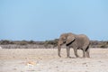 A Solitary Male Elephant Walking across the Plains of Etosha National Park Royalty Free Stock Photo