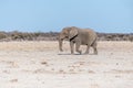 A Solitary Male Elephant Walking across the Plains of Etosha National Park Royalty Free Stock Photo