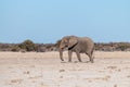 A Solitary Male Elephant Walking across the Plains of Etosha National Park Royalty Free Stock Photo