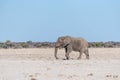 A Solitary Male Elephant Walking across the Plains of Etosha National Park Royalty Free Stock Photo