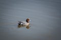Solitary male European Widgeon on a Southport lake.