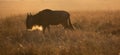 Backlight silhouette of solitary male wildebeest, Connochaetes taurinus, grazing at dawn