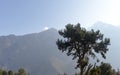 A solitary Mediterranean conifer pine Pinia Pinus standing alone on high mountain background. Magical sun light rays lit from