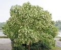 Solitary mountain ash tree