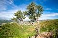 Solitary Mountain Mahogany Above Salt Lake City