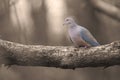 A Solitary Mourning Dove with Moody Sepia Background - Zenaida macroura Royalty Free Stock Photo