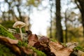 Solitary mushroom Royalty Free Stock Photo