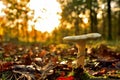 A solitary mushroom in the forest