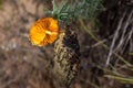 Solitary mushroom in a humid trunk, well-lit orange mushroom boletus allowed to be harvested for cooking