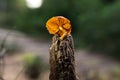 Solitary mushroom in a humid trunk, well-lit orange mushroom boletus allowed to be harvested for cooking