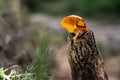 Solitary mushroom in a humid trunk, well-lit orange mushroom boletus allowed to be harvested for cooking
