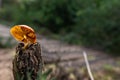 Solitary mushroom in a humid trunk, well-lit orange mushroom boletus allowed to be harvested for cooking