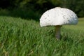 Solitary Mushroom