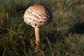 Solitary mushroom
