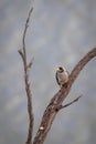 Solitary Noisy Miner on thick tree branch Royalty Free Stock Photo