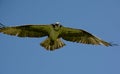 Solitary Northern Osprey In Full Flight Mode