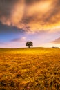 Solitary oak on a hill in the middle of a meadow. Royalty Free Stock Photo