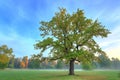 Solitary oak in a misty morning, Stromovka Prague Royalty Free Stock Photo