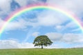 Solitary Oak and Rainbow