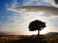 Solitary oak tree Royalty Free Stock Photo