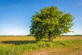 Solitary oak tree against a bright  blue sky Royalty Free Stock Photo