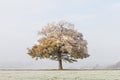 Solitary oak tree in a field covered in frost with a misty background. UK Royalty Free Stock Photo