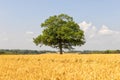 Solitary Oak tree in a field of ripe wheat. Hertfordshire. England. UK Royalty Free Stock Photo