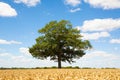 Solitary Oak tree in a field of ripe wheat. Hertfordshire. England. UK Royalty Free Stock Photo