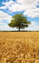 Solitary Oak tree in a field of ripe wheat. Upright Hertfordshire. England. UK Royalty Free Stock Photo