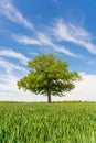 Solitary Oak tree in a field of wheat shoots against a blue sky in spring. UK. Upright Royalty Free Stock Photo