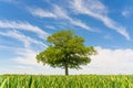 Solitary Oak tree in a field of wheat shoots against a blue sky in spring. UK. Royalty Free Stock Photo