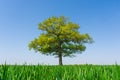 Solitary Oak tree in a field of wheat shoots against a clear blue sky in spring. UK Royalty Free Stock Photo