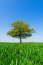 Solitary Oak tree in a field of wheat shoots against a clear blue sky in spring. UK. Upright