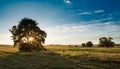 Solitary oak tree in golden sunset Royalty Free Stock Photo