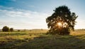 Solitary oak tree in golden sunset Royalty Free Stock Photo