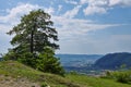 Solitary oak tree Royalty Free Stock Photo