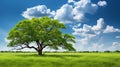 Solitary oak tree standing alone on lush green meadow with a backdrop of vibrant blue sky Royalty Free Stock Photo